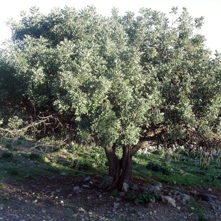 Η Αγροδιατροφική Παράδοση Του Χαρουπιού Στην Κρήτη
